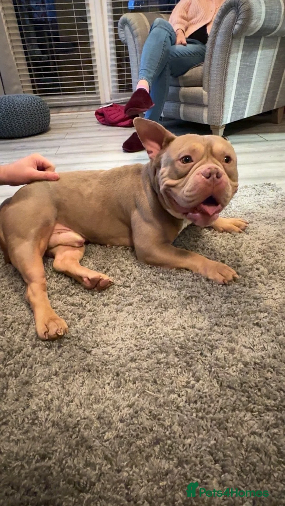 American Bully dogs for sale: American Pocket Bully - Advert 9