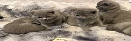 British Shorthair cats for sale: Only 1 Adorable British Shorthair boy left - Advert 4