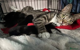 Mixed Breed cats for sale: 4 boy kittens left - Image 14