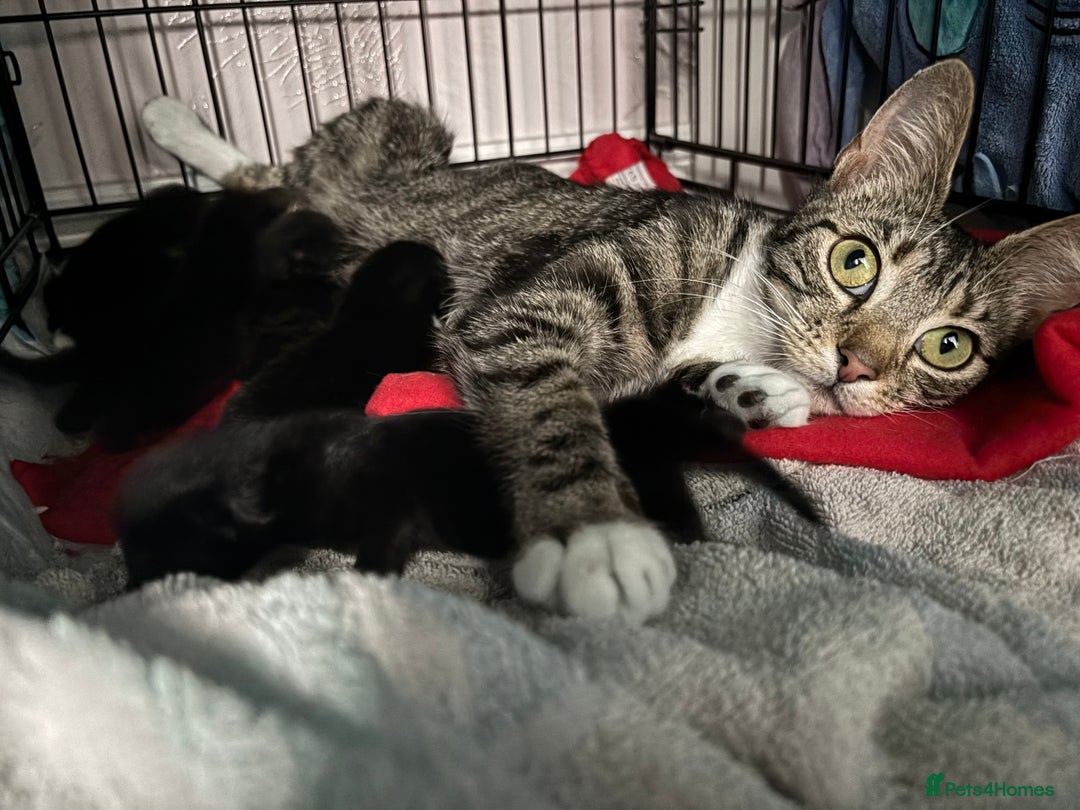 Mixed Breed cats for sale: 4 boy kittens left - Image 14