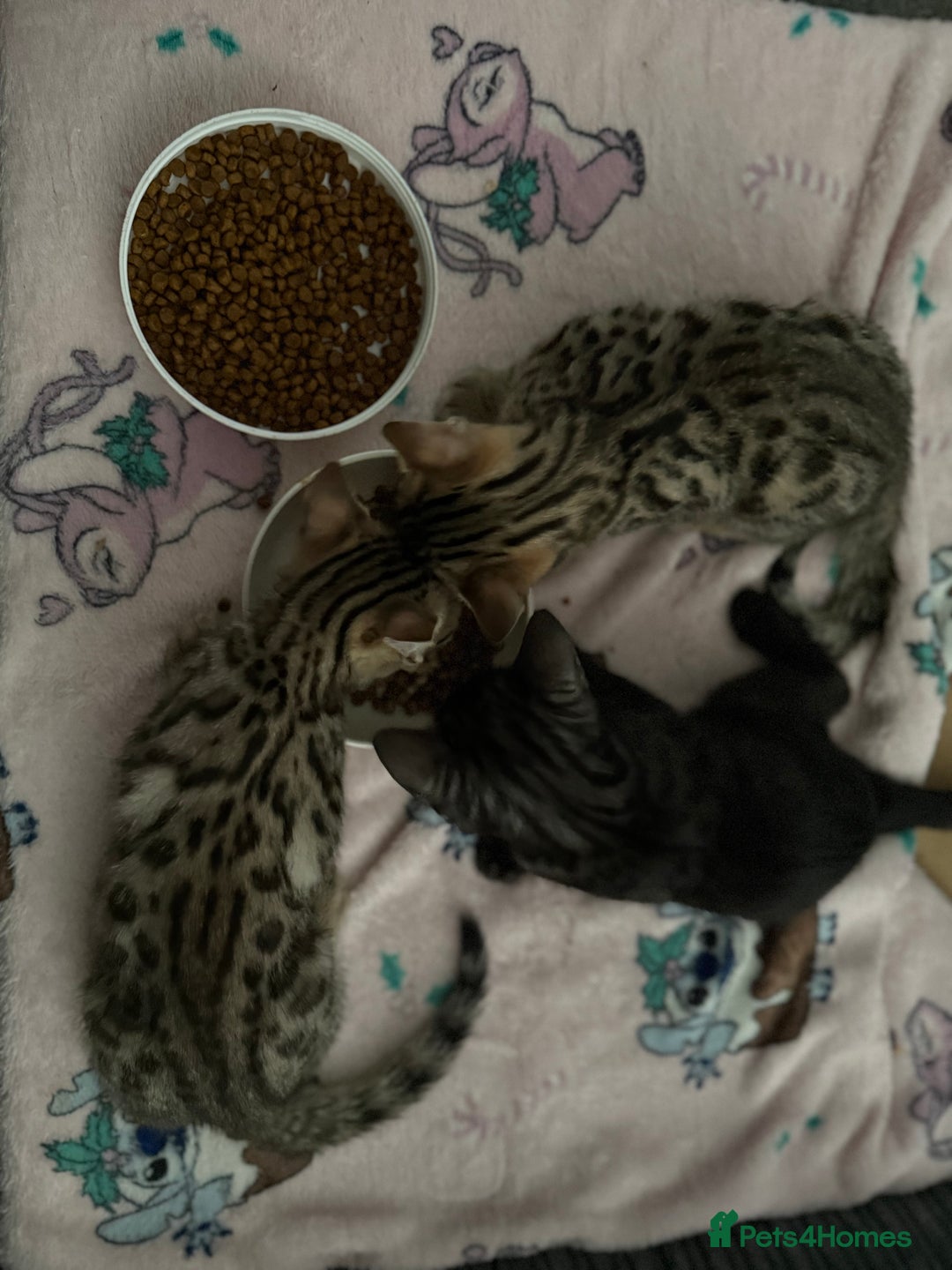 Bengal cats for sale: Three Bengals ready for their forever homes  - Image 5