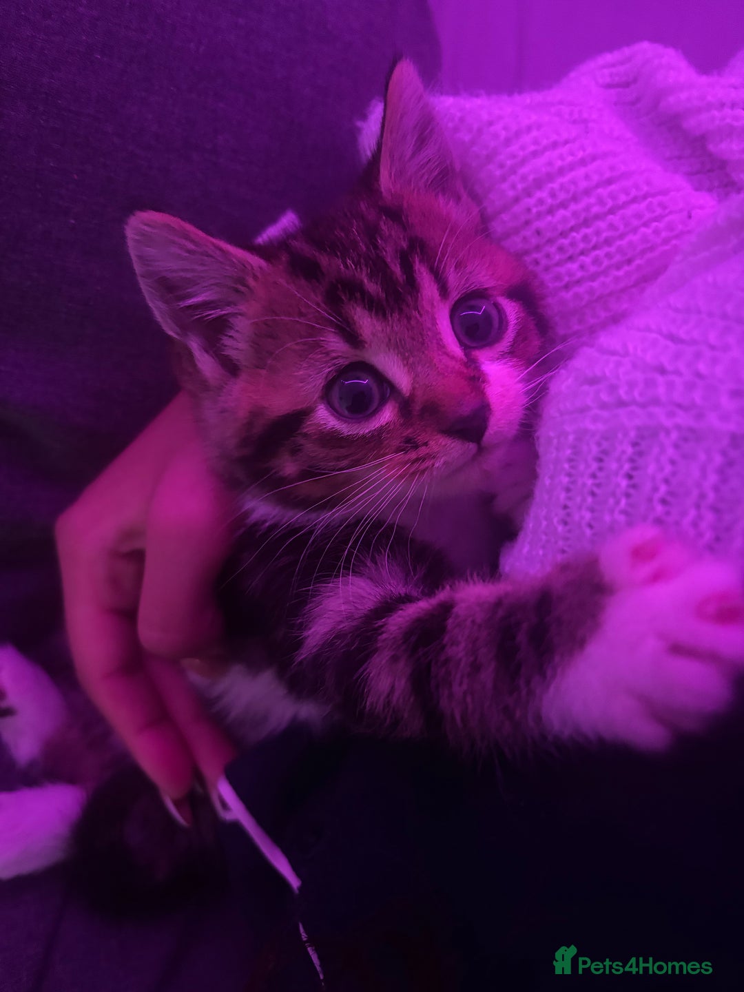 Mixed Breed cats for sale: Female Kitten  - Advert 3