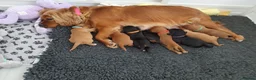 Cavalier King Charles Spaniel dogs for sale: 100% cavalier king charles spaniels for sale in Thornton-Cleveleys - Advert 2