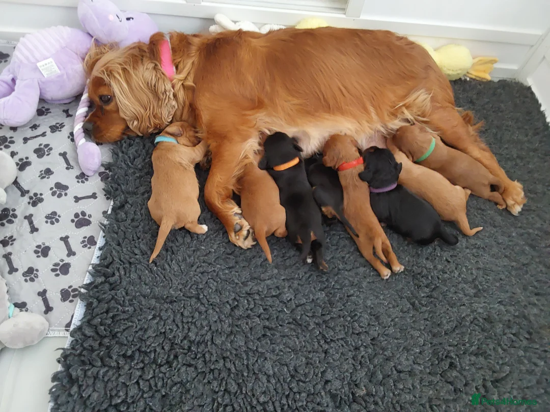 Cavalier King Charles Spaniel dogs for sale: 100% cavalier king charles spaniels for sale in Thornton-Cleveleys - Advert 2