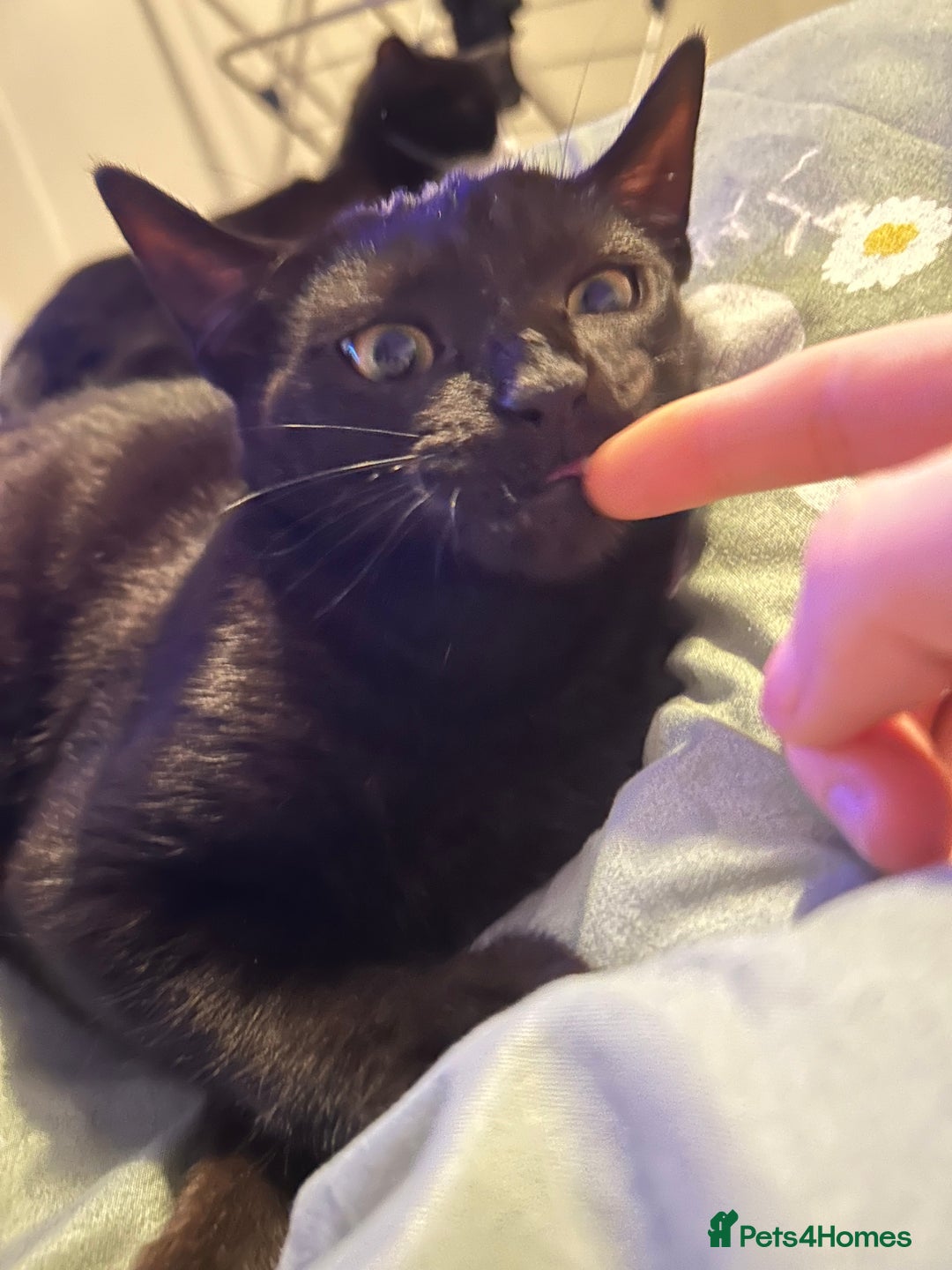 Brazilian Shorthair cats for sale: 10 months old cat  - Advert 2