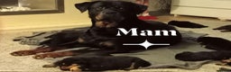 Rottweiler dogs for sale: Rottweiler Puppies  - Advert 14