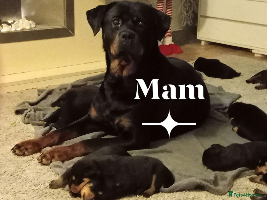 Rottweiler dogs for sale: Rottweiler Puppies  - Advert 14