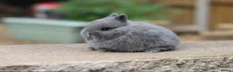 Netherland Dwarf rabbits for sale: Exceptional Netherland Dwarf Babies Available  - Advert 4