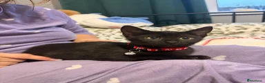 Energetic cat