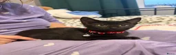 Mixed Breed cats for sale: 3 girls are looking for a home - Advert 6