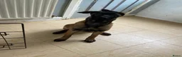 Belgian Shepherd Dog dogs for sale: Belgian Malinois pups  - Advert 15