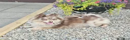 Pomsky dogs for sale: Beautiful chocolate and tan Pomsky girl  - Advert 4