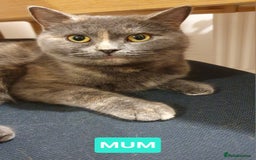 British Shorthair cats for sale: British Shorthair kittens - Image 15