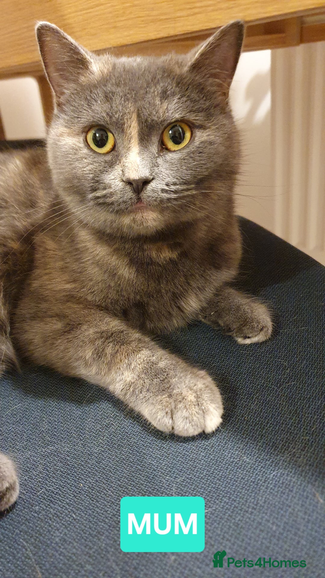 British Shorthair cats for sale: British Shorthair kittens - Image 15