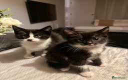 Domestic Shorthair cats for sale: Beautiful Black & White Kittens - Advert 3