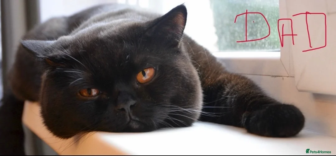 British Shorthair cats for sale: Gorgeous BSH Chinchilla Kittens  - Advert 14