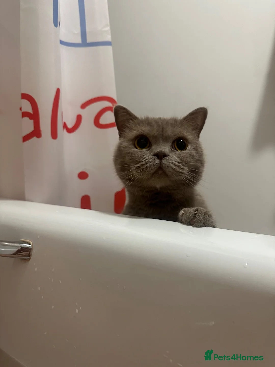 British Shorthair cats for sale: BSH girl  in Glasgow - Advert 6