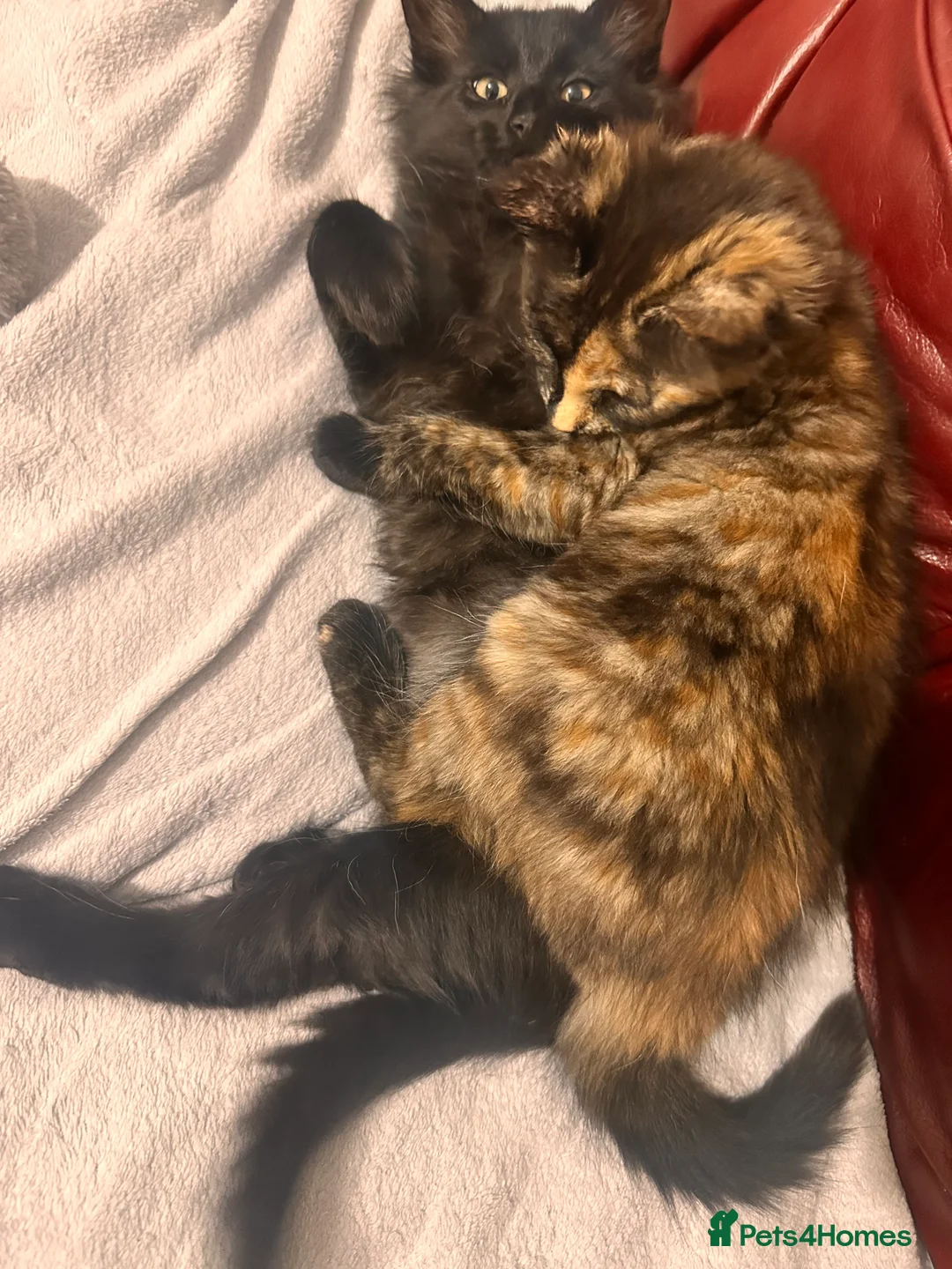 Mixed Breed cats for sale: Female cat for rehoming - Advert 4