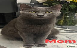 Ragdoll cats for sale: Adorable kittens ( Ragdoll cross) - Image 10
