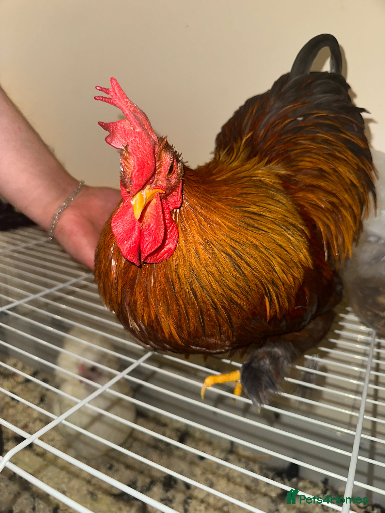 Chickens poultry Welsummer / hybrid Rooster lovely very friendly  - Advert 2