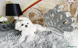Maltese dogs for sale: Tiny KC Reg. Korean Line Maltese- by Emperatrice - Image 1