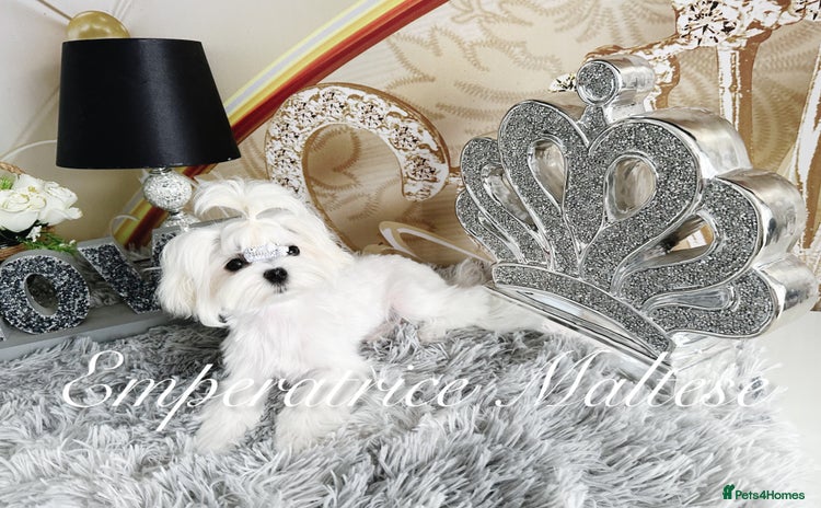 Maltese dogs - Advert 1