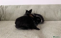 Mini Lion Lop rabbits for sale: Adorable Mini Lion Lops - Image 8