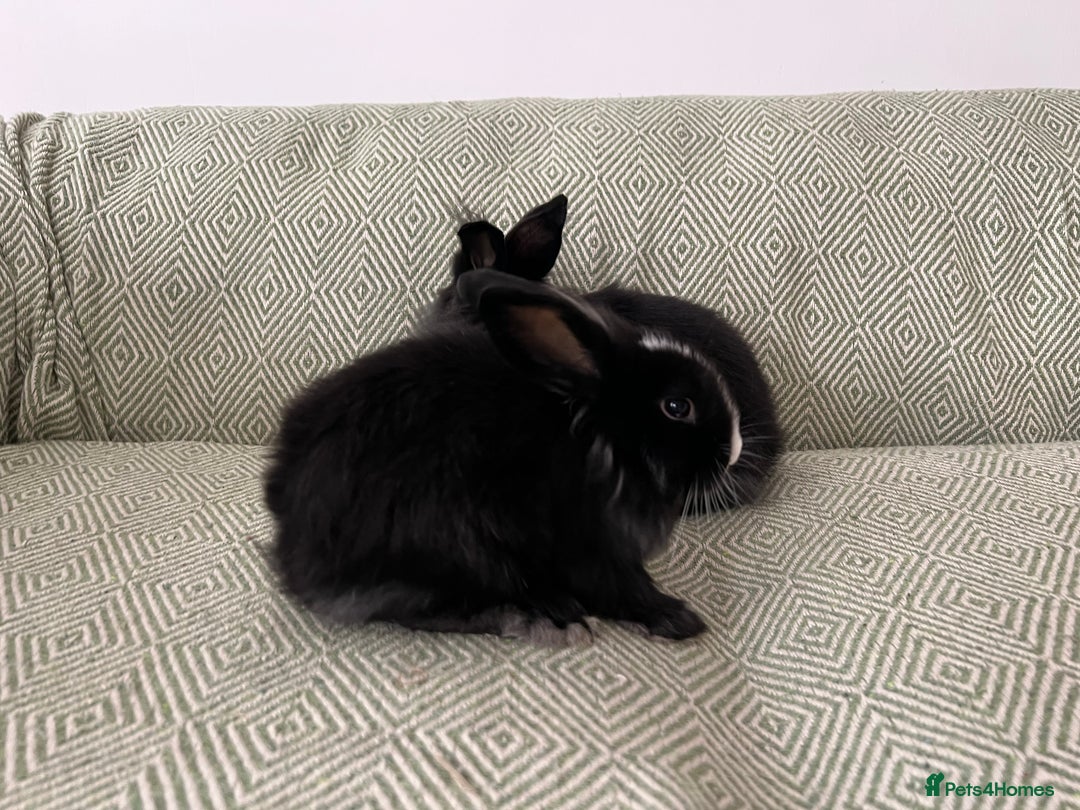 Mini Lion Lop rabbits for sale: Adorable Mini Lion Lops - Image 8