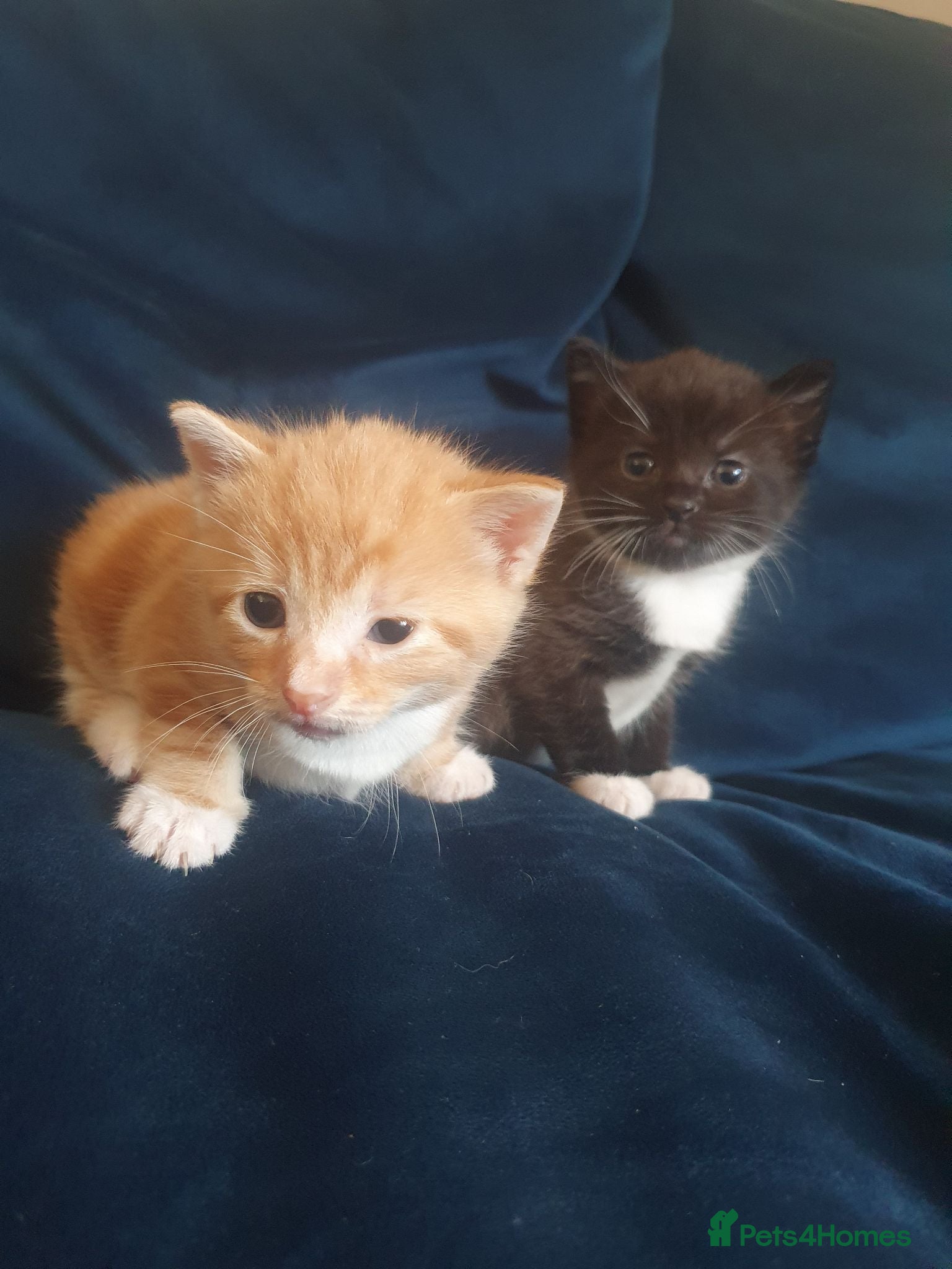 Domestic Shorthair cats Gorgeous kittens - Advert 1
