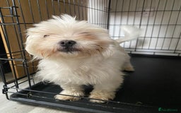Maltese dogs for sale: £1200 EACH TWO Maltese (2 years) dogs for sale  - Image 2
