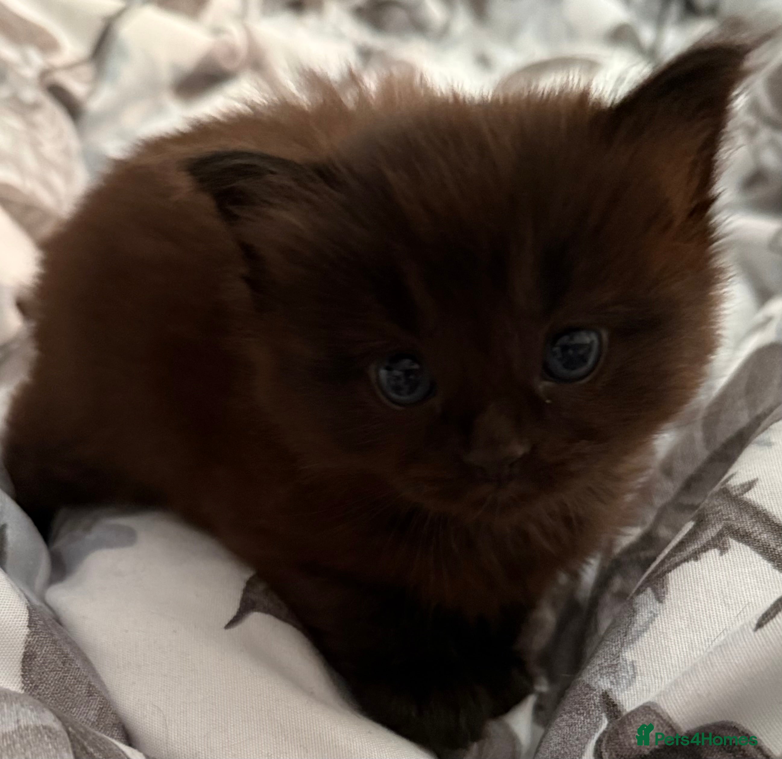 Mixed Breed cats Ragdoll cross kittens (black available) - Advert 16