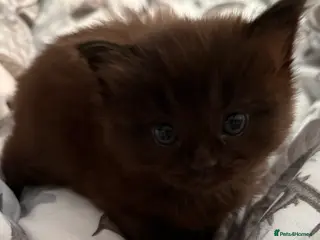 Mixed Breed cats Ragdoll cross kittens (black available) - Advert 16