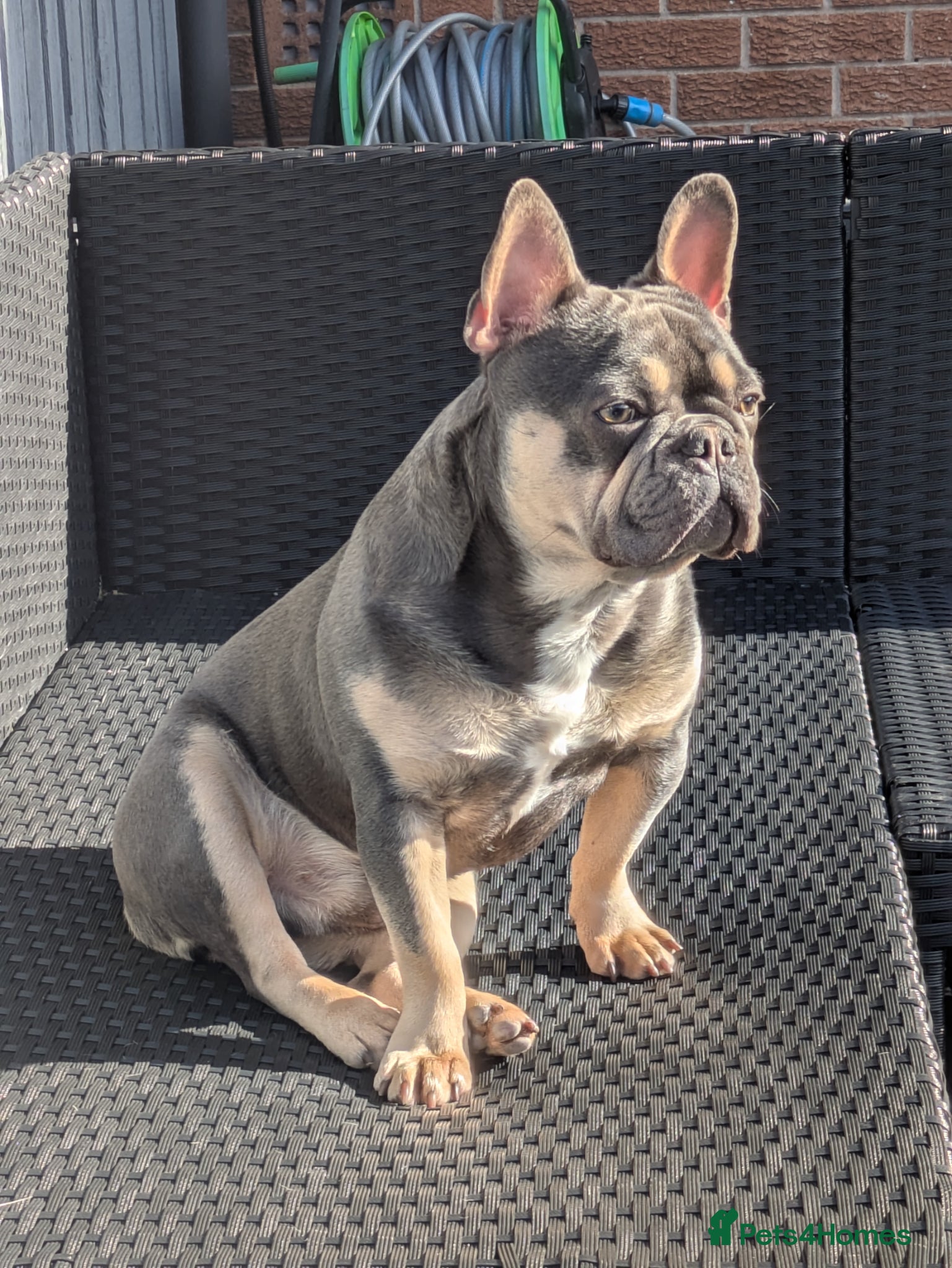 French Bulldog dogs for sale: Male french bulldog read Full description  - Advert 3