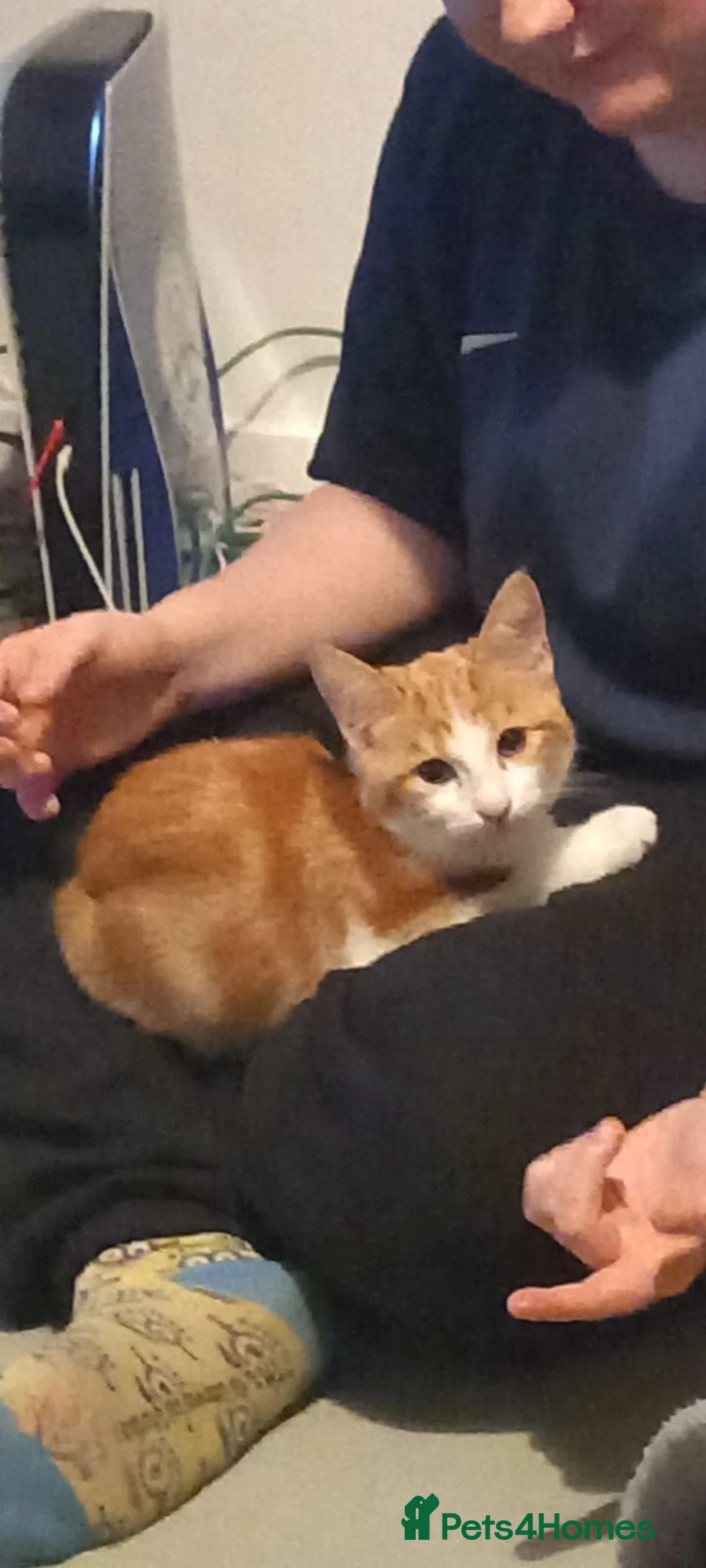 Mixed Breed cats for sale: 6 Month Old Kitten For Sale - Advert 9