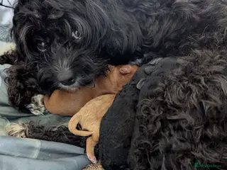 Mixed Breed dogs Adorable Cavapoo/Cockapoo Puppies - Advert 3