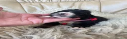 Bernese Mountain Dog dogs for sale: Stunning boys and girls - Advert 10