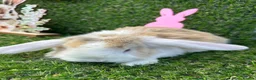 Mini Lop rabbits for sale: Mini lop babies for sale - Advert 8