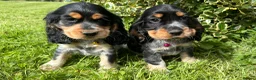 Cocker Spaniel dogs for sale: 🌟 Show Type + DNA tested 🌟 - Advert 3