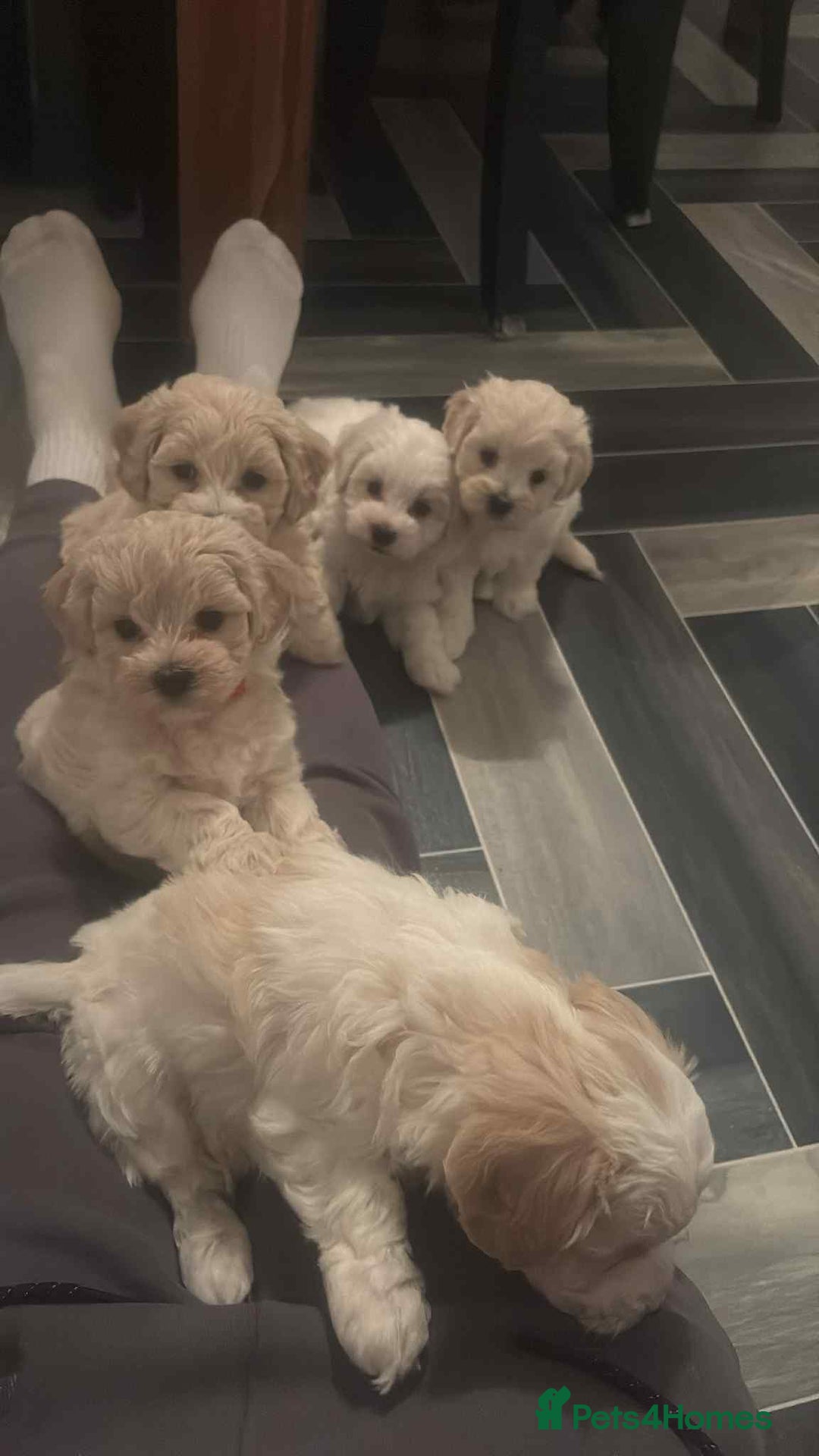 Maltipoo dogs for sale: F1 tiny adorable maltipoo  - Advert 1