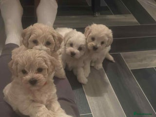 Maltipoo dogs F1 tiny adorable maltipoo - Advert 8