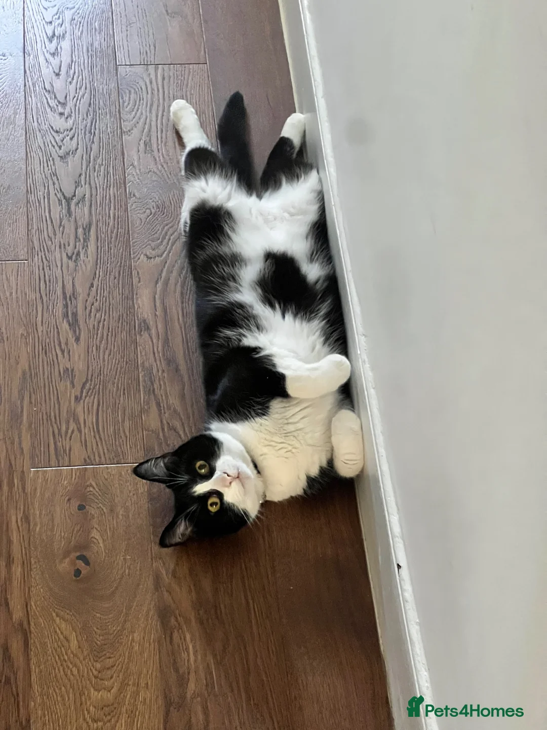 British Shorthair cats for sale: Sylveon  - Advert 4