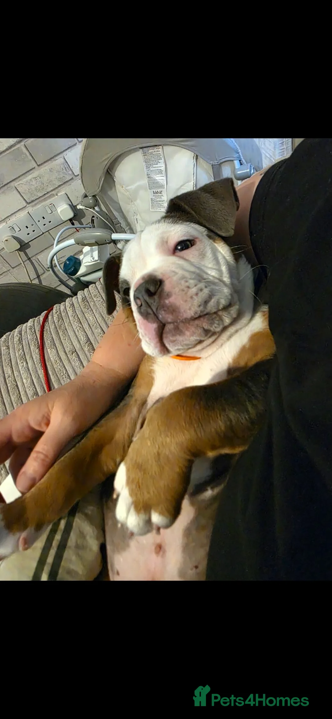 English Bulldog dogs for sale: My name tank  in Newark - Advert 3
