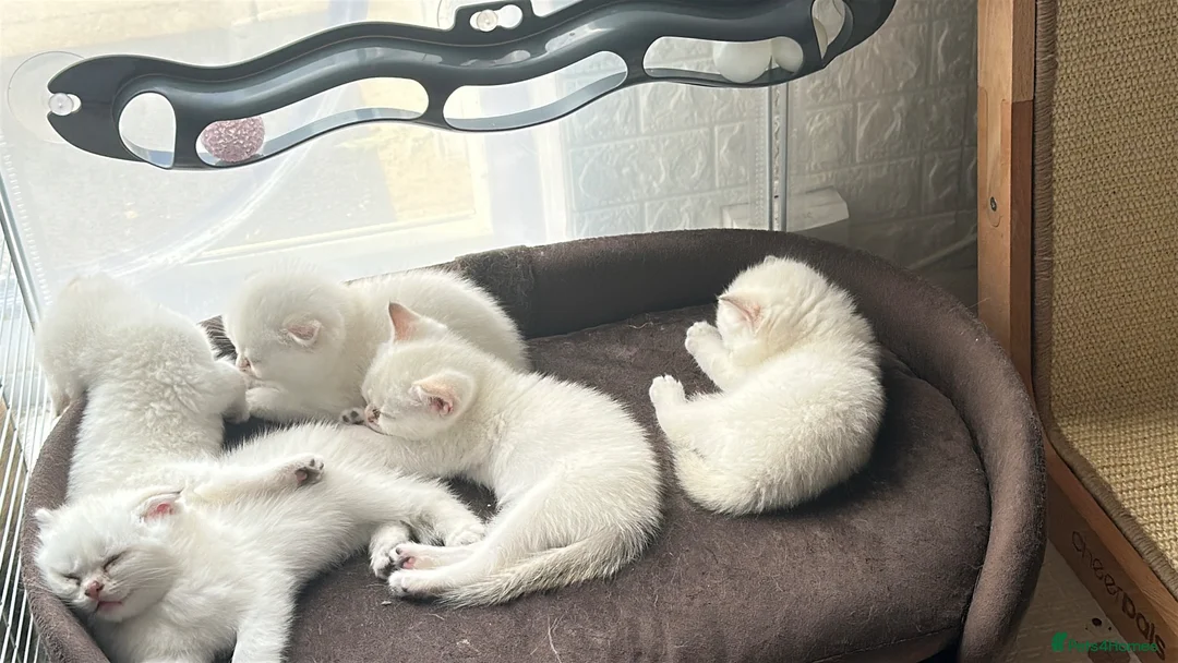 Scottish Fold cats for sale: Four Little Snowflakes with Unreal Blue Eyes  - Advert 40