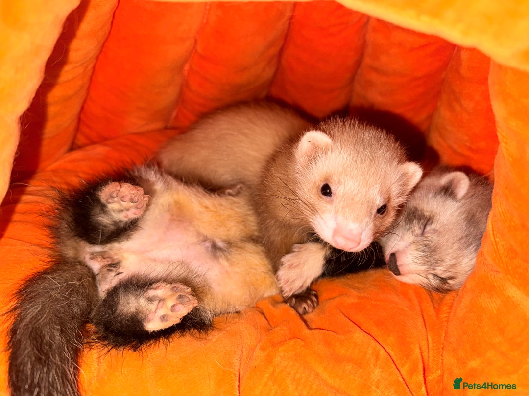 Ferret rodents for sale: Fifi & Skunk - Advert 5