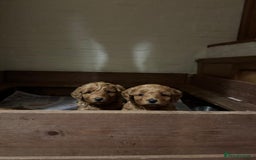 Labradoodle dogs for sale: Quality F1b miniature Lanradoodles - Image 6