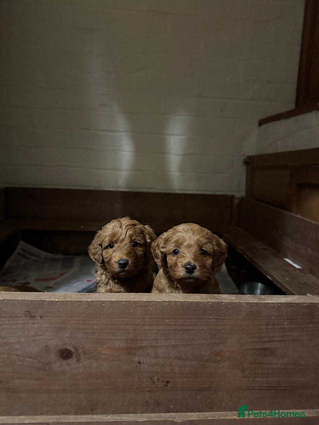 Labradoodle dogs for sale: Quality F1b miniature Lanradoodles - Image 6