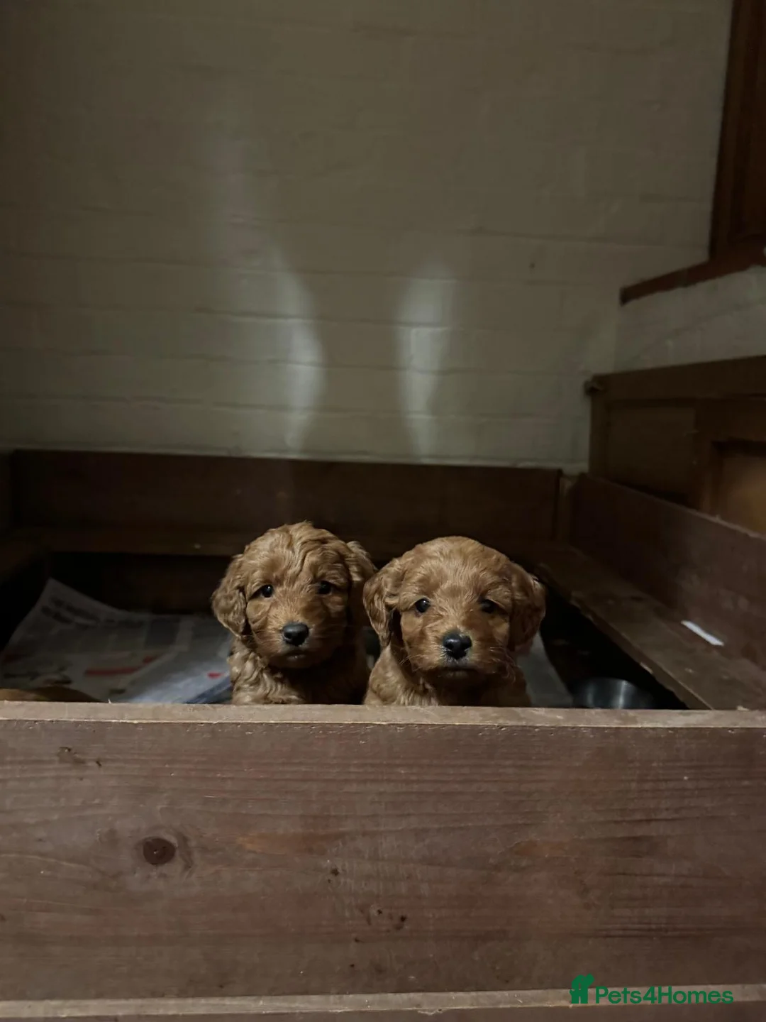 Labradoodle dogs for sale: Quality F1b Deep Red Miniature Labradoodles. - Advert 10
