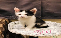 Mixed Breed cats for sale: kitten for sale - Image 3