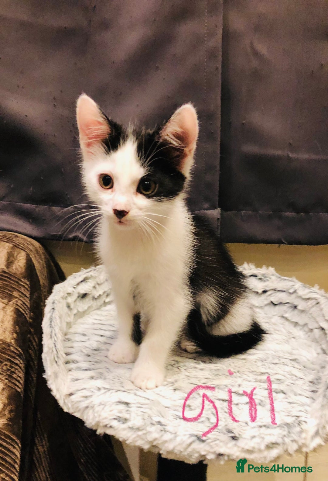 Mixed Breed cats for sale: kitten for sale - Image 3