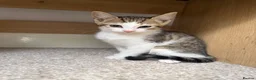 Mixed Breed cats for sale: Posey, female mixed breed - Advert 4
